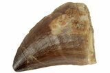 Fossil Mosasaur (Prognathodon) Tooth - Morocco #186541-1